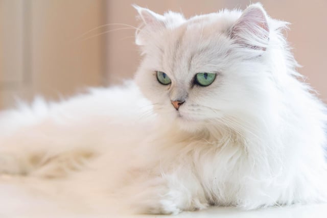 The Persian cat is a docile, quiet cat who enjoys a calm and relaxing environment. They enjoy sitting in their humans’ laps, but are independent and selective in who they show affection to (Photo: Shutterstock)