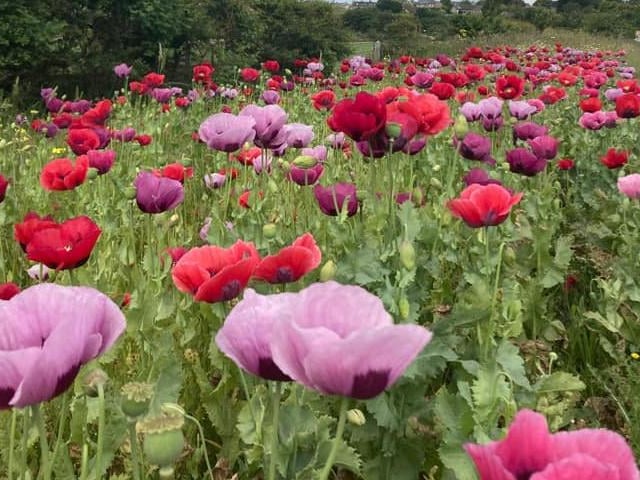 Poppies looking onto Warkworth, bringing a splash of colour.