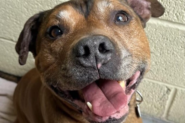 Teddy is desperately unhappy in kennels and urgently needs to move into a home where he can have all the belly rubs and cuddles his little heart desires. Teddy, aged 10, loves everyone he meets – even the vet. He is a little uncomfortable around other dogs and will pull towards them on walks. HYP feels he would be happiest in a pet-free home. Teddy is quite strong on the lead and will need a home who is strong enough for him. He is a sweetie and doesn’t deserve to be stuck in kennels, especially at his age.