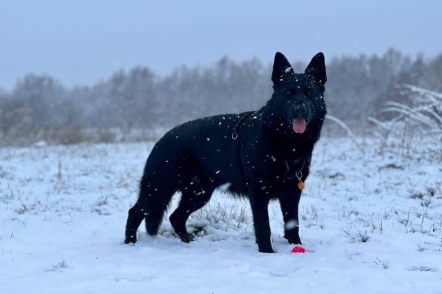 This bright-eyed and bushy tailed dog at Kiveton Park, Rotherham, near Sheffield, was not phased by the snow as this pet played with an orange ball.