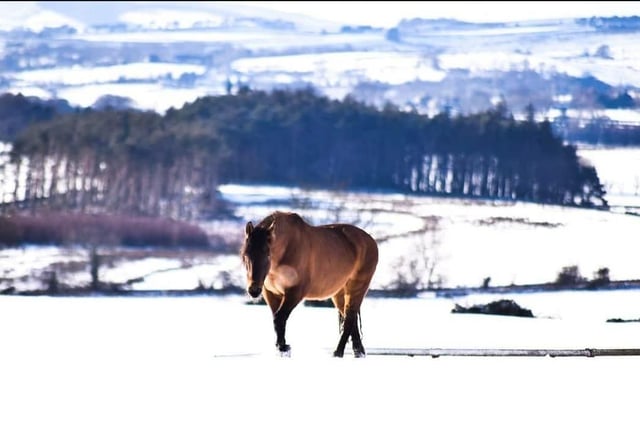 Etta the pony has a trot through the snow in the Tyne Valley.