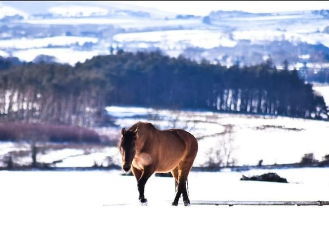 Etta the pony has a trot through the snow in the Tyne Valley.