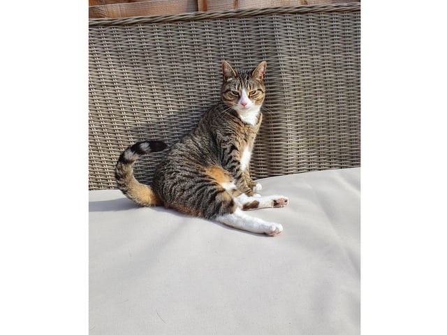Lorna Tume's cat, Angel, chills in the sun in Bridgemary, Gosport.
