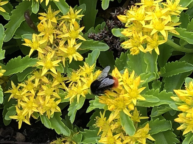 Busy bee, Lodgemoor by Caroline Denby Hollis