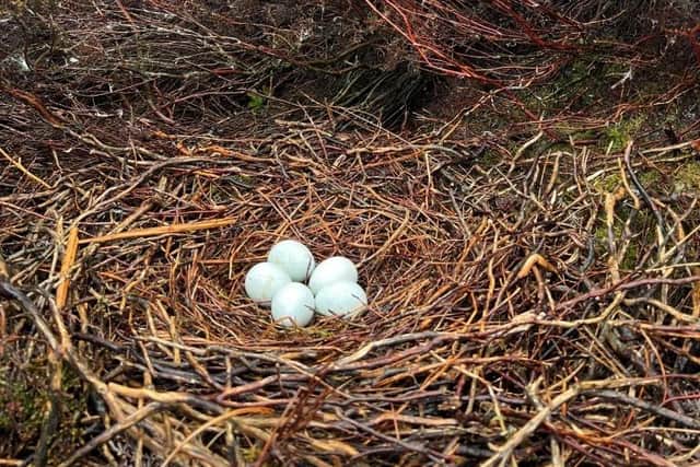 One of the abandoned hen harrier nests with five eggs. Picture: Peak District Raptor Monitoring Group
