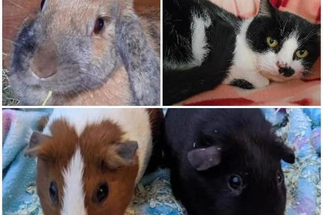The RSPCA’s Northamptonshire branch currently has numerous adorable pets looking to find their forever home