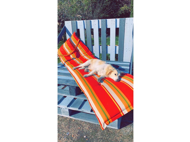 Tanith Knight, from Fareham, sent us this picture of her dog enjoying the sun on a wooden seat she has made.