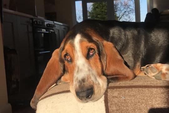 Basset Hound Fred is five years old. Owner Tracey Hill shared this photo.