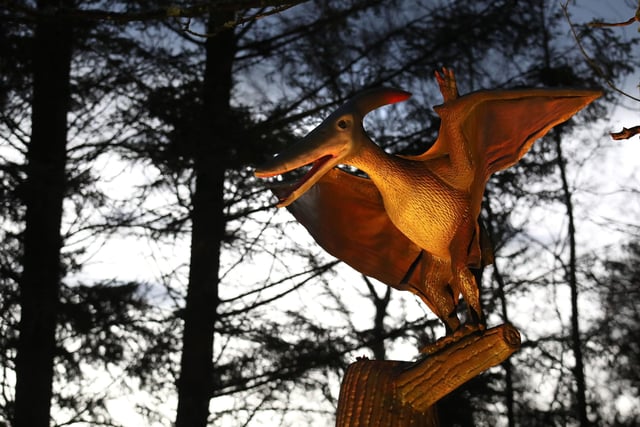 One of the illuminated dinosaurs at Blair Drummond Safari Park near Stirling, Scotland. Visitors can view the new illuminations installed in the Safari Park's new 'World of Dinosaur' exhibit.