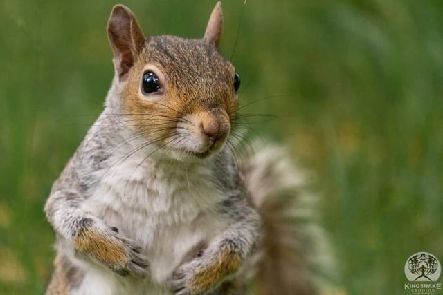 Rob Hatfield said: "And squirrel from the Botanical Gardens."