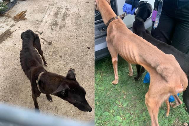 Some of the greyhounds examined by a vet were given a 1/9 body score - the lowest - indicating they were emaciated. Photo: RSPCA