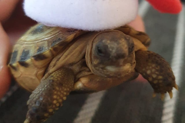 This adorable little turtle was shared by Tracey Egginton-Dean.
