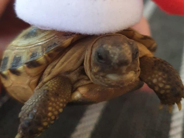This adorable little turtle was shared by Tracey Egginton-Dean.