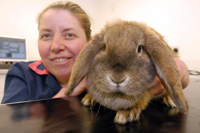 Becky Hodson, an RVN nurse partner to Vets 4 Pets is pictured with this lost rabbit ten years ago.