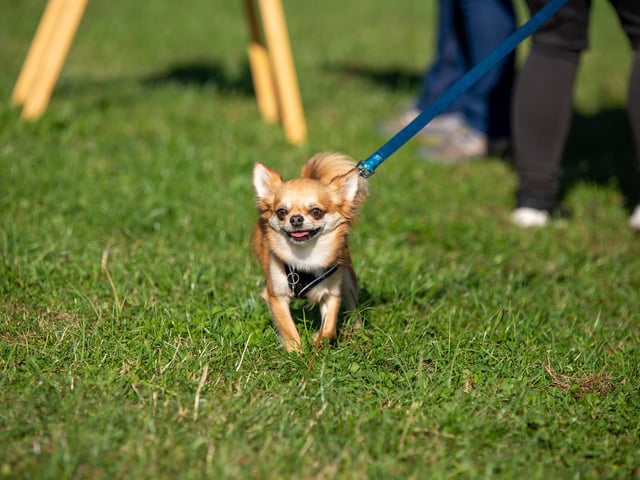 Small breeds competed alongside larger breeds.