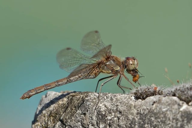 A dragonfly with lunch