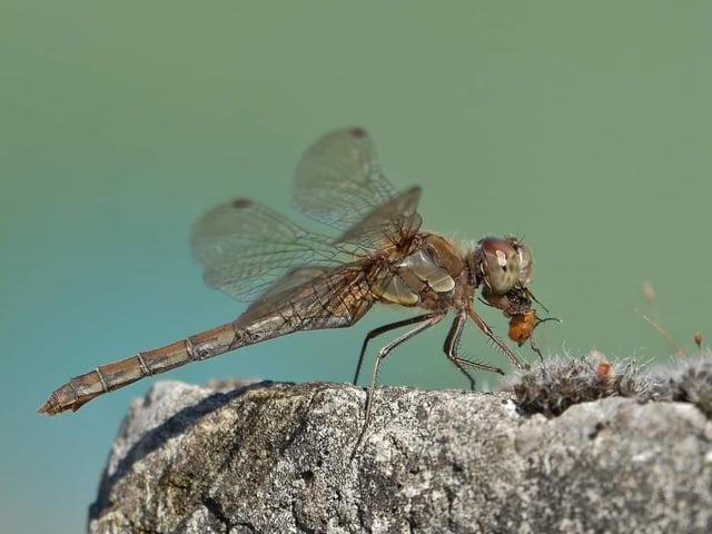 A dragonfly with lunch