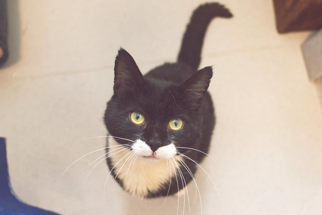 Barry is a 5-year-old male Domestic Short Hair. He is very friendly, affectionate and loves fuss and cuddles.