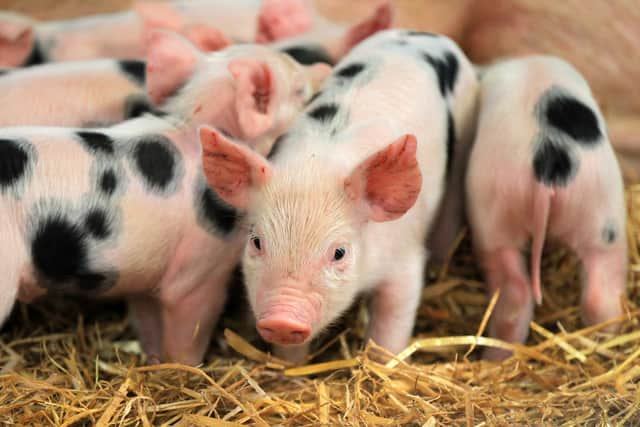 Baby piglets at Graves Park Animal Farm. Picture: Chris Etchells