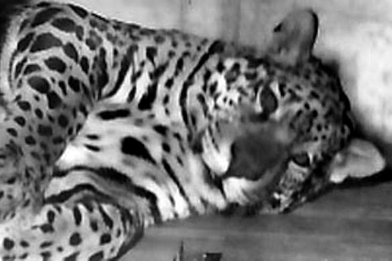 Jason the jaguar takes  a rest on HMS Jaguar in 1963. He ended up in London zoo. HMS Jaguar was presented with a live Jaguar during a visit to Rio de Janeiro