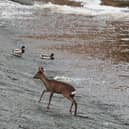 A deer in the River Don at Kelham Island, Sheffield (pic: @thisishalex)