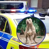 South Yorkshire Police were called out to two serious incidents involved dogs within hours yesterday (November 30), in Doncaster and Barnsley. A puppy died after an attack by and XL Bully, and a woman was seriously injured in an attack her own  Staffy