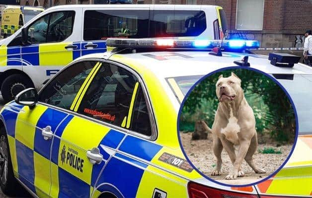 South Yorkshire Police were called out to two serious incidents involved dogs within hours yesterday (November 30), in Doncaster and Barnsley. A puppy died after an attack by and XL Bully, and a woman was seriously injured in an attack her own  Staffy