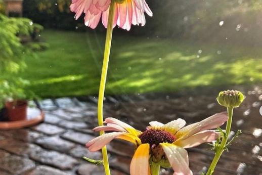 Flowers basking in the sunshine from @anitabathgate