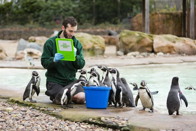Zookeeper Paul Atkin counting the Humboldt penguins during the ZSL London Zoo annual stocktake.