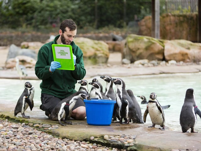 Zookeeper Paul Atkin counting the Humboldt penguins during the ZSL London Zoo annual stocktake.