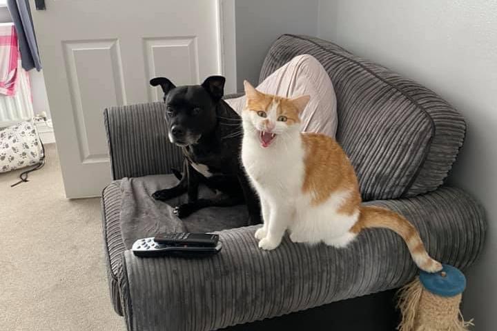 Evie the dog and Suzie the cat. Owner Ray Gill said: "Guess which one is more trouble?"