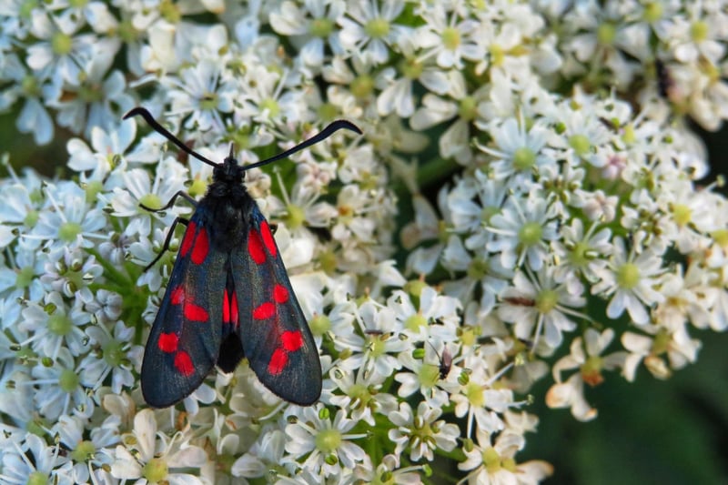 Often wrongly presumed to be a butterfly, the brightly-coloured Burnet moth's striking black and red patternation is a warning to predators that it is poisonous and should be avoided. They can be seen flying on sunny days and particularly enjoy feeding on thistles.