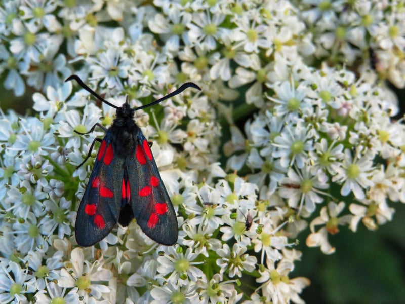 Often wrongly presumed to be a butterfly, the brightly-coloured Burnet moth's striking black and red patternation is a warning to predators that it is poisonous and should be avoided. They can be seen flying on sunny days and particularly enjoy feeding on thistles.