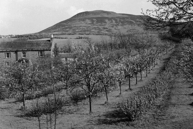 Plum orchard near Melrose, with Eildon Hills in background, November 1962.