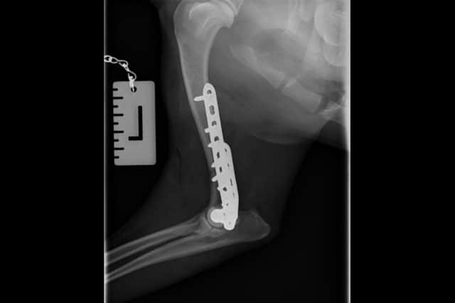 Police dog Winston 's Xrayed leg