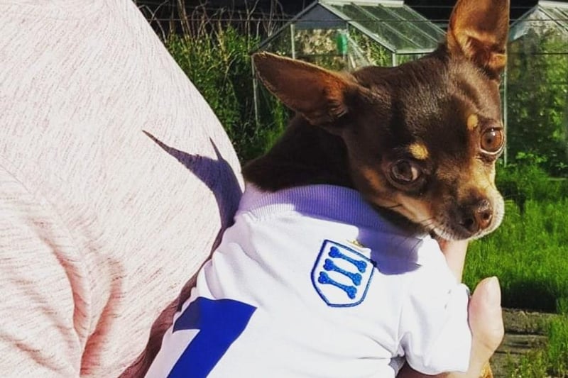 Zeus showing off the England shirt in a picture with his human.