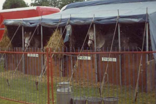 Circus horses at Hillsborough Park, Sheffield, during the 1960s or 70s