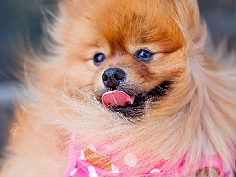 There were the third most popular toy dog in 2020 with over 1,700 people registering one last year.