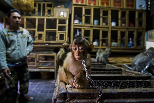 A monkey by Paul Hilton, which is a 2020 category prize winner at the Wildlife Photographer of the Year competition. 


