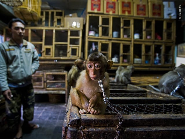 A monkey by Paul Hilton, which is a 2020 category prize winner at the Wildlife Photographer of the Year competition. 

