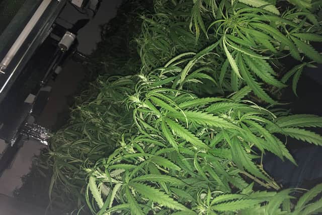 Officers discovered hundreds of cannabis plants in the street.