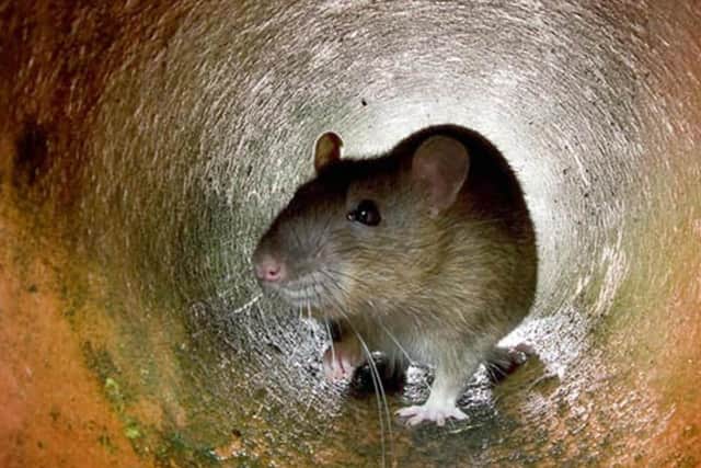Two restaurants in Doncaster have been closed due to a rat infestation (Photo: Getty)
