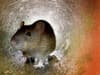 Two Doncaster restaurants closed down by health chiefs over rat infestation