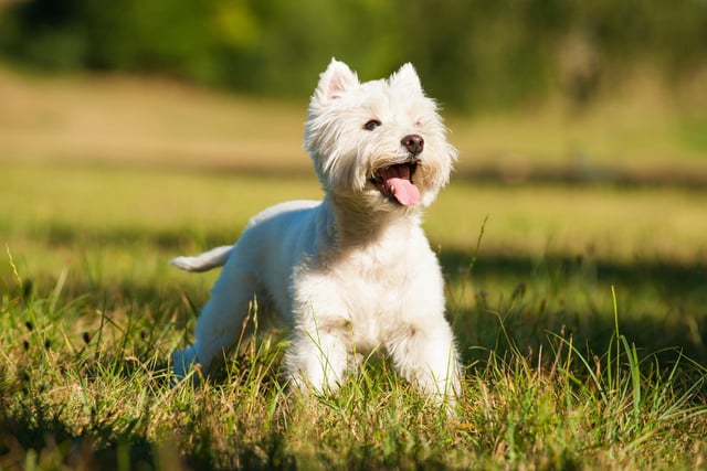 Taking tenth place in the list is the West Highland White Terrier