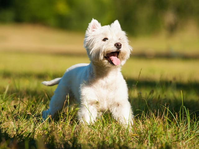 Taking tenth place in the list is the West Highland White Terrier