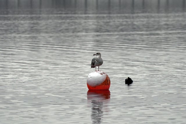 Even the buoys at Lakeside were covered in snow