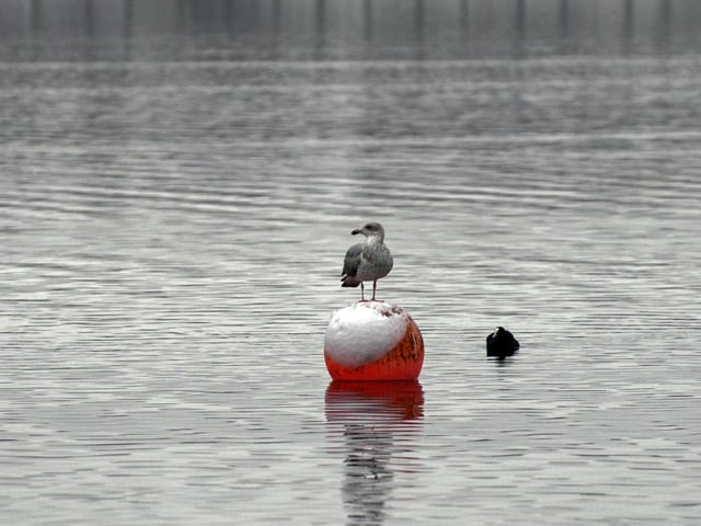 Even the buoys at Lakeside were covered in snow