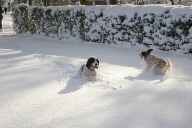 Dogs enjoying the snow in Elmfield Park after snow fell in December 2010