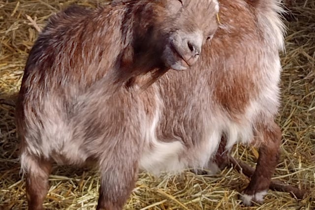 Caramac the itchy pygmy goat by Catherine Langan