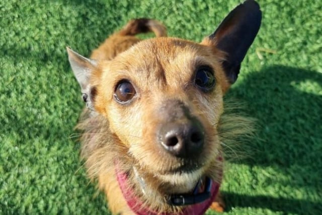 Eight-year-old Bonnie is a teeny tiny crossbreed, who would prefer her owners to be home the majority of the time as she hates to be left alone. She is very affectionate with people but can be selective with her doggy friends. She likes small and medium sized dogs. Bonnie is a lap dog and will cuddle with her owner all day providing she has had a good walk. She housetrained and is best suited to live with children aged 12 and over.